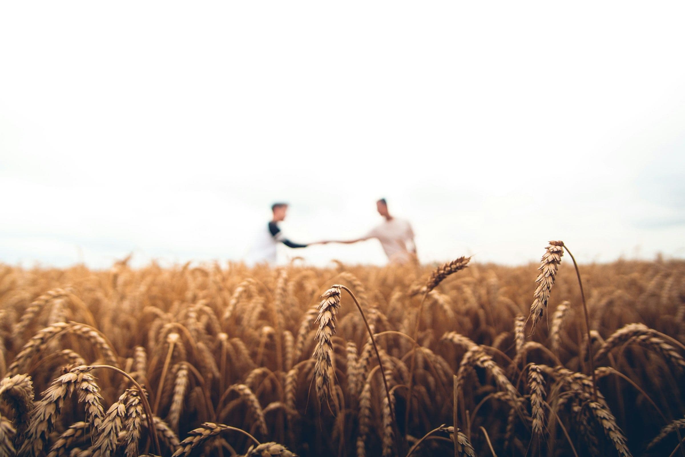 Two people shaking hands over a deal in a wheat field