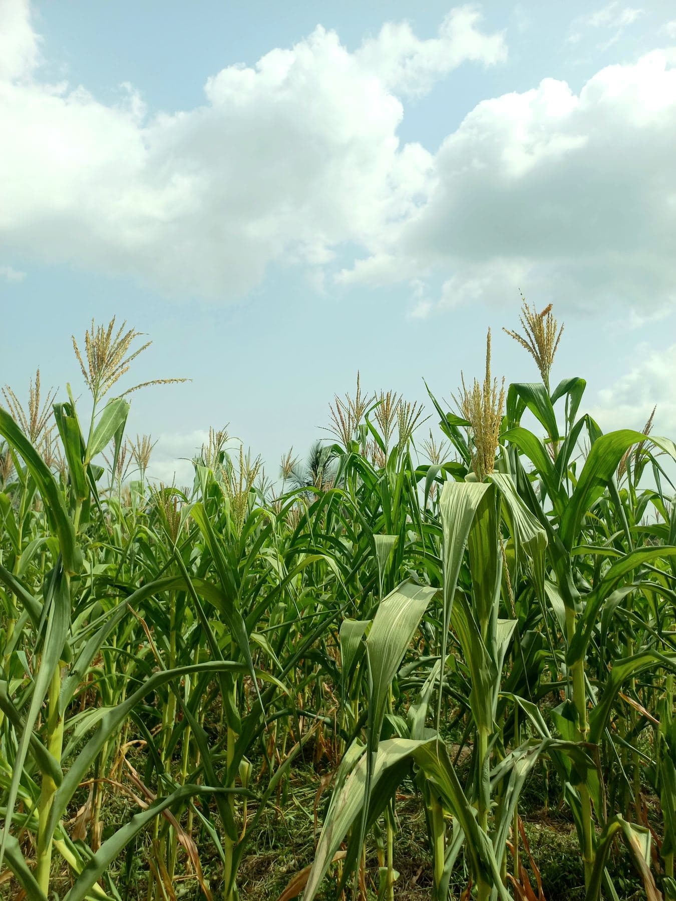 A green maize farm under a blue sky
